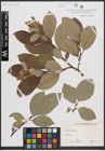 Foto von Salix caprea L.
